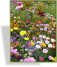 Wildblumenmischung Nützlingsparadies