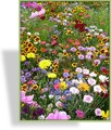 Wildblumenmischung Nützlingsparadies