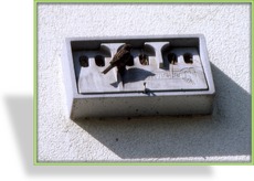 Sperlingskoloniehaus 1SP