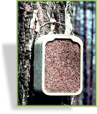 Insekten-Nistschilf