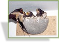 Rauchschwalben-Nest Nr. 10