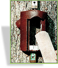 Baumläufer-Höhle 2B