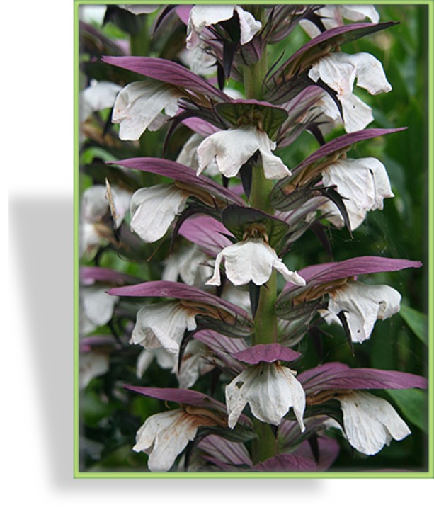 Bärenklau, Acanthus spinosus 'Morning Candle'