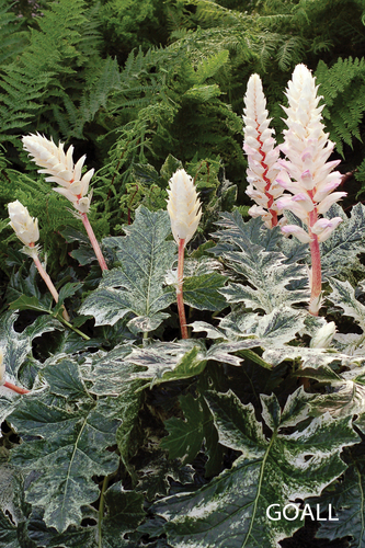 Weiche Bärenklaue, Acanthus mollis 'Whitewater'