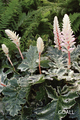 Weiche Bärenklaue, Acanthus mollis 'Whitewater'