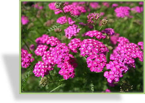 Schafgarbe, Wiesen-Schafgarbe, Achillea millefolium 'Kirschkönigin'