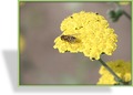 Schafgarbe, Goldquirl-Garbe, Achillea clypeolata 'Moonshine'