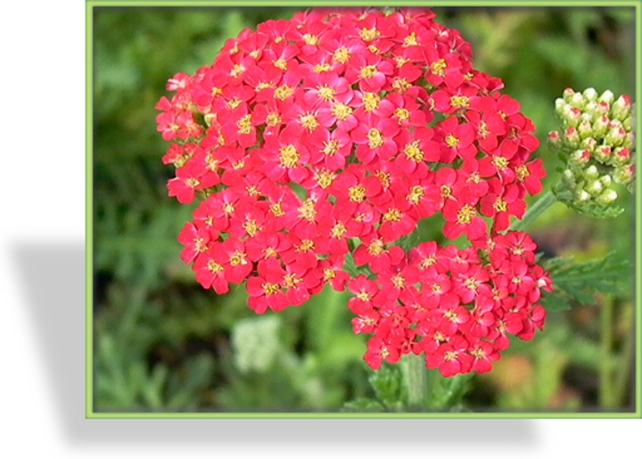 Schafgarbe, Wiesen-Schafgarbe, Achillea millefolium 'Paprika'