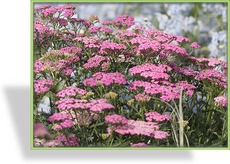 Schafgarbe, Gold-Garbe, Achillea filipendulina 'Pretty Belinda'