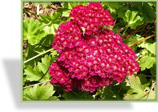 Schafgarbe, Achillea hybride 'Pomegranate'