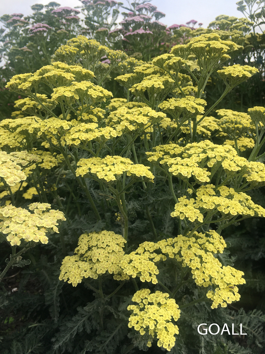 Vielblättrige Garbe, Achillea clypeolata 'Anthea'