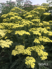 Vielblättrige Garbe, Achillea clypeolata 'Anthea'