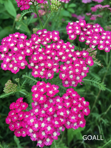 Vielblättrige Garbe, Achillea millefolium 'New Vintage Violet'