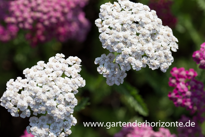 Vielblättrige Garbe, Achillea millefolium 'White Beauty'