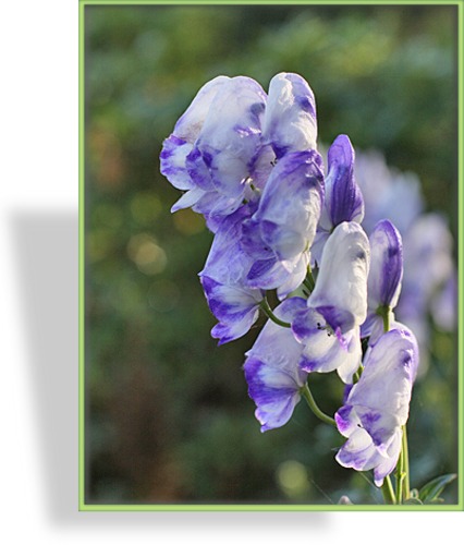 Eisenhut, Herbsteisenhut, Aconitum carmichaelii 'Cloudy'