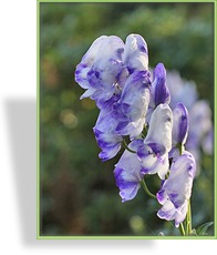 Eisenhut, Herbsteisenhut, Aconitum carmichaelii 'Cloudy'