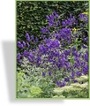 Eisenhut, Aconitum henryi 'Spark'