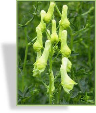 Eisenhut, Wolfs-Eisenhut, Aconitum lycoctonum ssp. vulparia