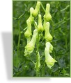 Eisenhut, Wolfs-Eisenhut, Aconitum lycoctonum ssp. vulparia