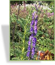 Eisenhut, Aconitum napellus