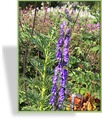 Eisenhut, Aconitum napellus