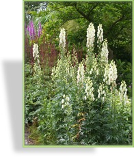 Eisenhut, Aconitum napellus 'Albus'