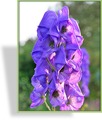 Eisenhut, Herbsteisenhut, Aconitum carmichaelii 'Arendsii'