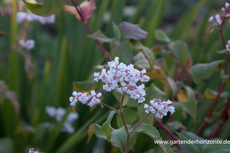 Glockenknöterich, Aconogonon campanulatum 'Southcomb White'
