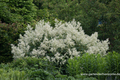 Alpenknöterich, Knöterich, Aconogonon speciosum 'Johanniswolke'