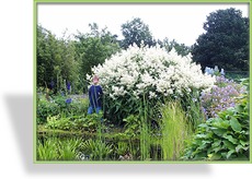 Alpenknöterich, Knöterich, Aconogonon speciosum 'Johanniswolke'