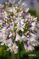 Afrika-Schmucklilie, Agapanthus africanus 'Fireworks'