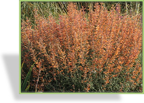 Duftnessel, Agastache barberi 'Firebird'
