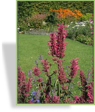 Duftnessel, Bergminze, Agastache mexicana 'Red Fortune'