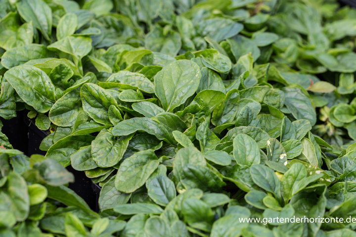 Günsel, weißblühender Günsel, Ajuga reptans 'Alba'