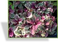 Günsel, Kriechender Günsel, Ajuga reptans 'Burgundy Glow'