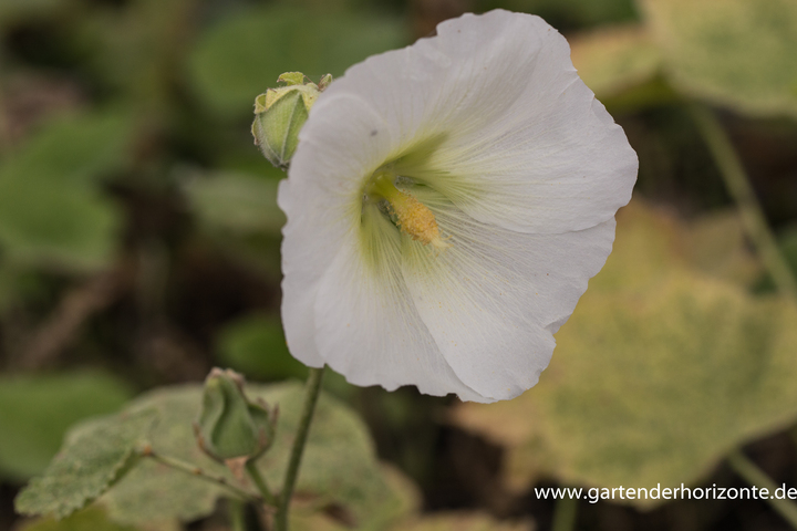 Stockrose, Alcea rosea 'Polarstar'