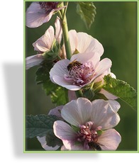 Stockrose, Alcea Hybride 'Parkrondell'