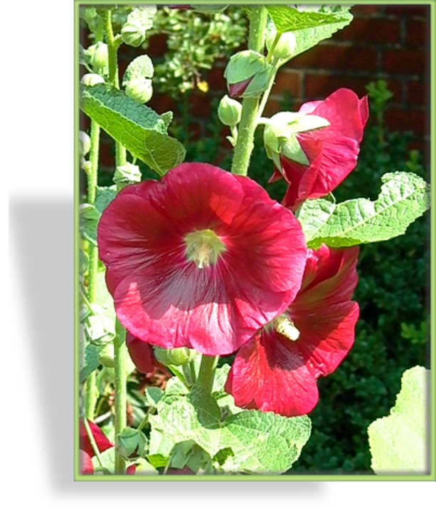 Stockrose, Alcea ficifolia