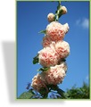 Stockrose, Alcea rosea 'Pleniflora Aprikot'