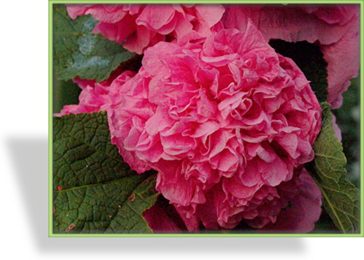 Stockrose, Alcea rosea 'Pleniflora Rosa'