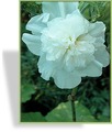 Stockrose, Alcea rosea 'Pleniflora Weiss'