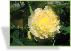 Stockrose, Alcea rosea 'Pleniflora Gelb'