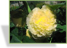 Stockrose, Alcea rosea 'Pleniflora Gelb'
