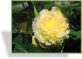 Stockrose, Alcea rosea 'Pleniflora Gelb'