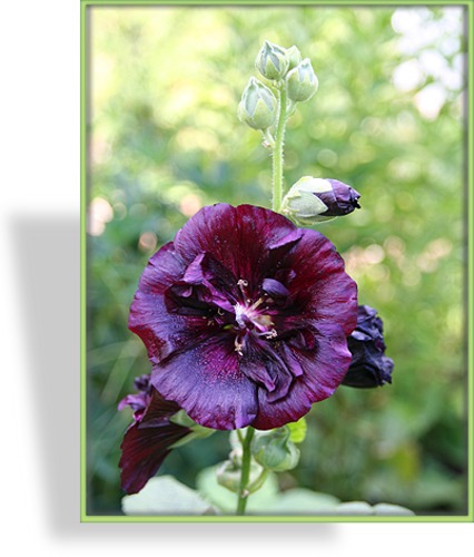 Stockrose, Alcea rosea 'Nigra'