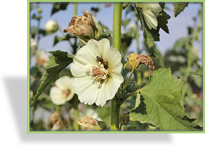 Stockrose, Alcea Hybride 'Parkallee'