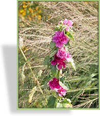 Stockrose, Alcalthaea x suffrutescens 'Poetry'