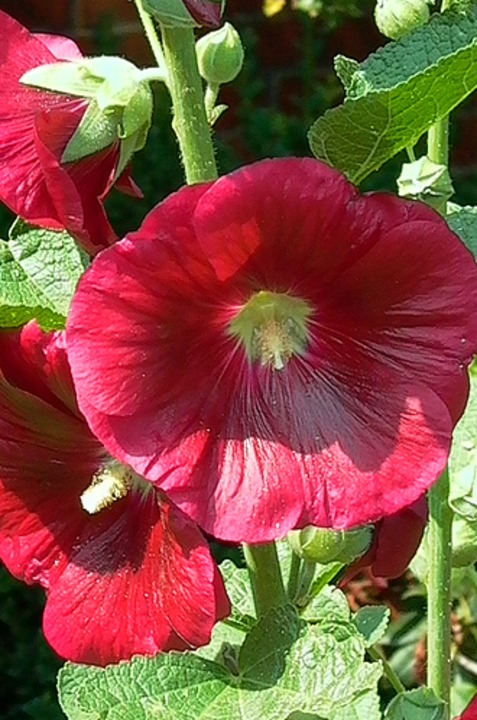 Stockrose, Alcea rosea 'Mars Magic'