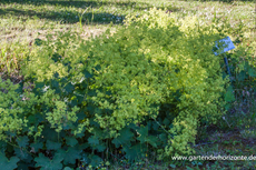 Frauenmantel, Niedriger Frauenmantel, Alchemilla epipsila