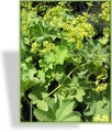 Frauenmantel, Weicher Frauenmantel, Alchemilla mollis